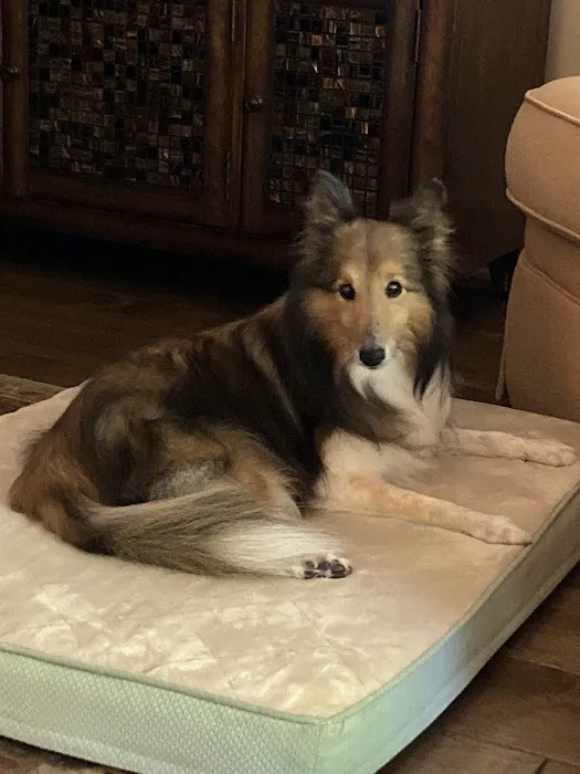 Veterinary Corner Picture 10