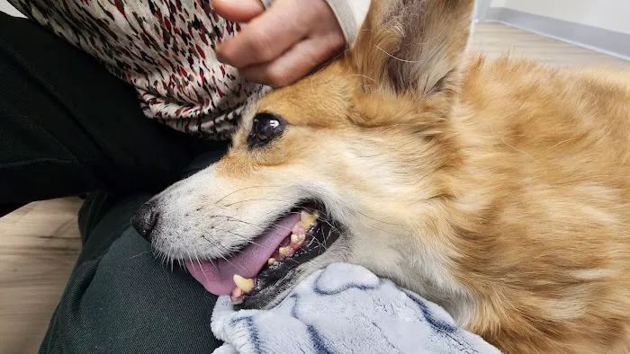 Urgent Pet Care Centers LLC Picture 1