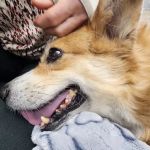 Urgent Pet Care Centers LLC