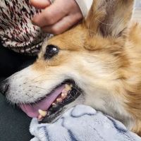 Urgent Pet Care Centers LLC ico