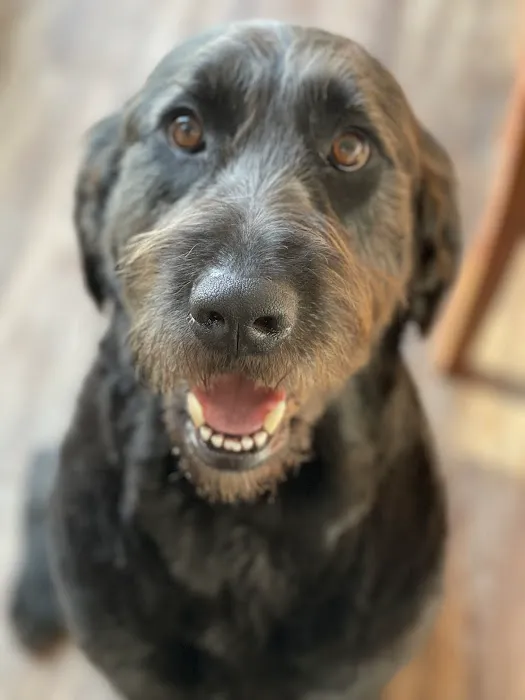 Urgent Pet Care Centers LLC Picture 2