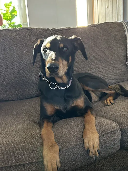 Urgent Pet Care Centers LLC Picture 4