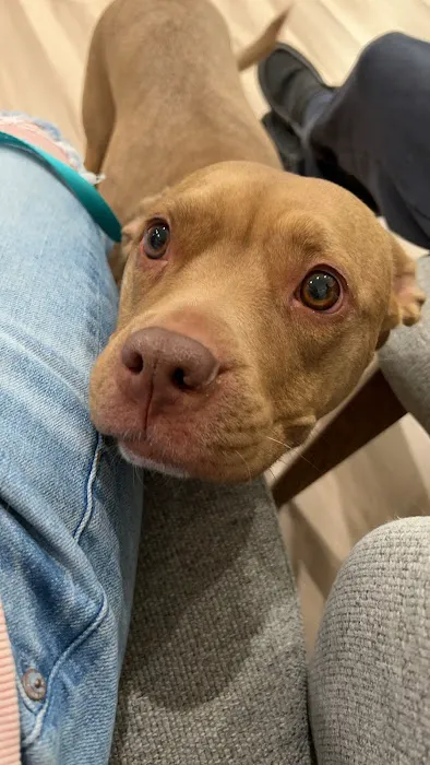 Urgent Pet Care Centers LLC Picture 9