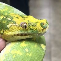 Stoneridge Animal Hospital ico