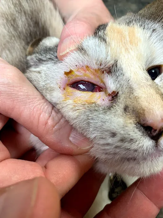 Stoneridge Animal Hospital Picture 10