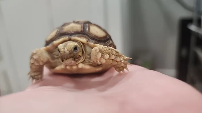 Stoneridge Animal Hospital Picture 7