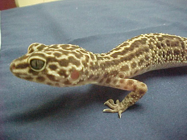 Stoneridge Animal Hospital Picture 8