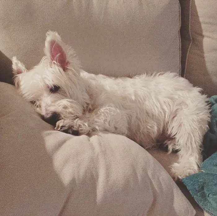 Pet Medical Center of Edmond Picture 9