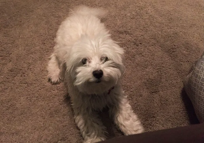 Pet Medical Center of Edmond Picture 8