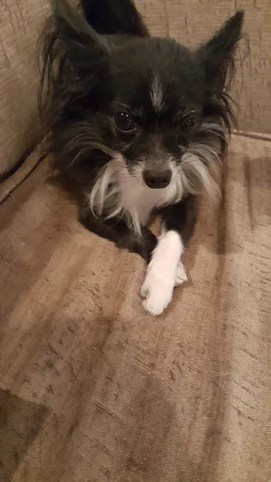 Pet Medical Center of Edmond Picture 10