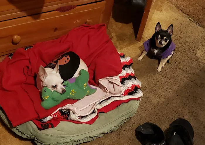 Acree Troy DVM Picture 1