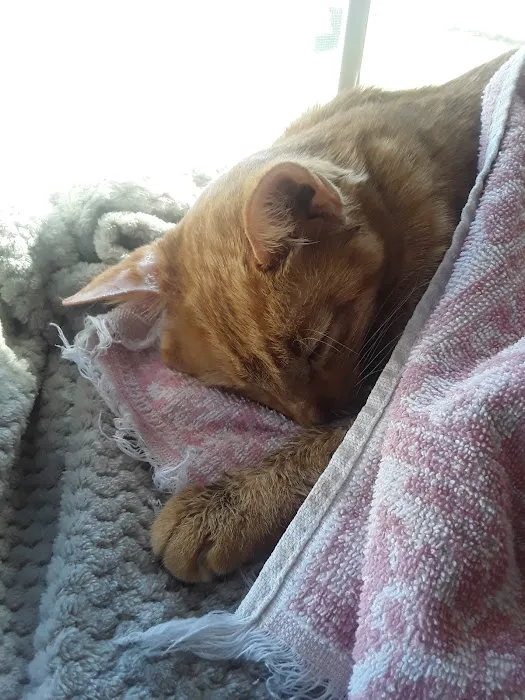 Oakwood Veterinary Clinic Picture 3