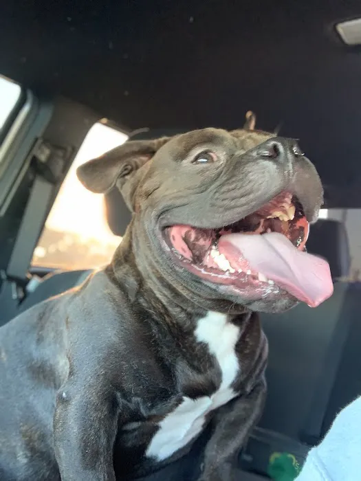 Oakwood Veterinary Clinic Picture 5