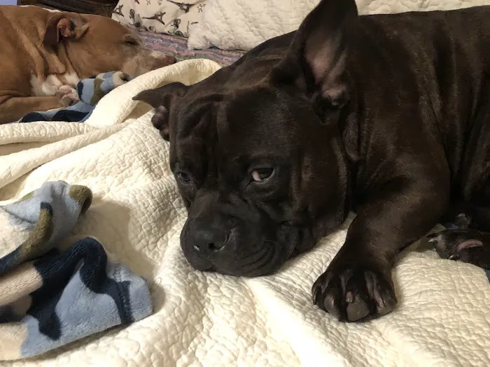 Oakwood Veterinary Clinic Picture 6