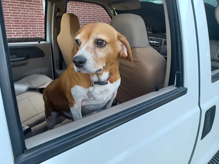 Cornerstone Veterinary Hospital Picture 1