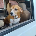 Cornerstone Veterinary Hospital