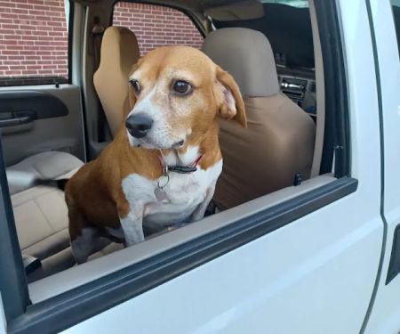 Cornerstone Veterinary Hospital