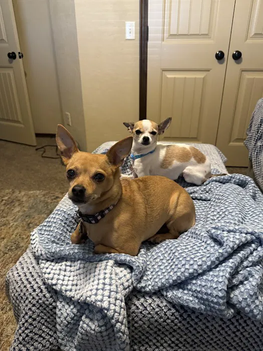 Cornerstone Veterinary Hospital Picture 2