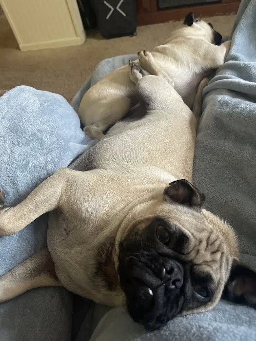 Cornerstone Veterinary Hospital Picture 3