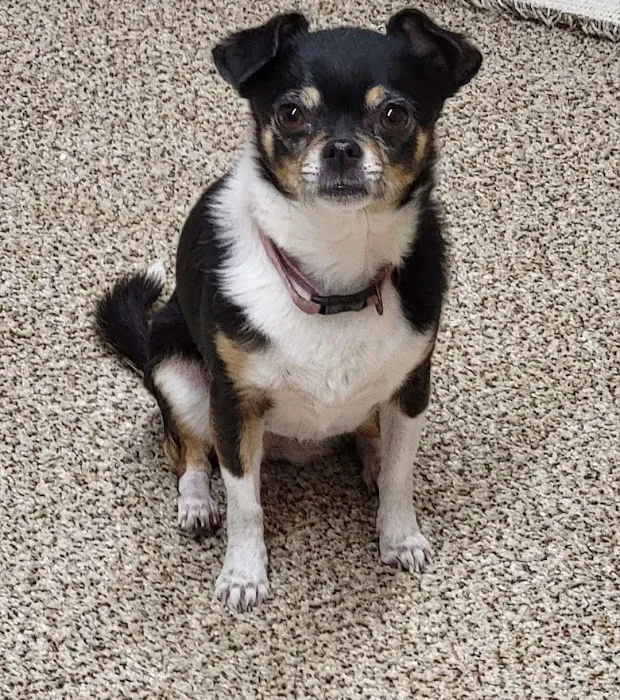 Cornerstone Veterinary Hospital Picture 5