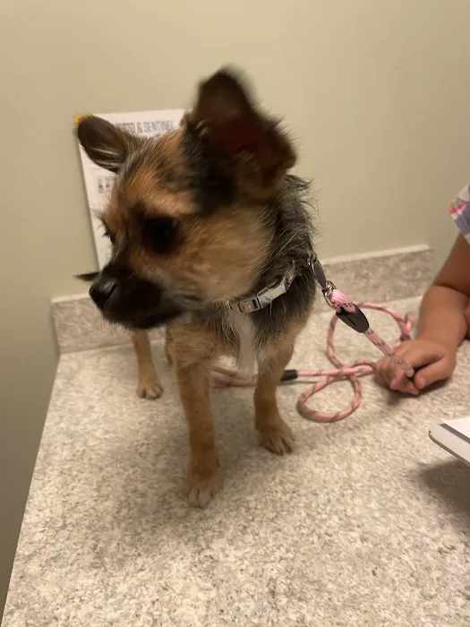 Cornerstone Veterinary Hospital Picture 7