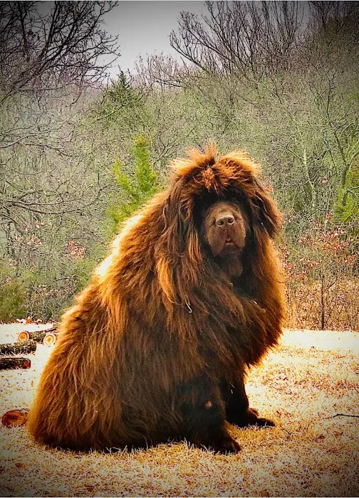 Cornerstone Veterinary Hospital Picture 10