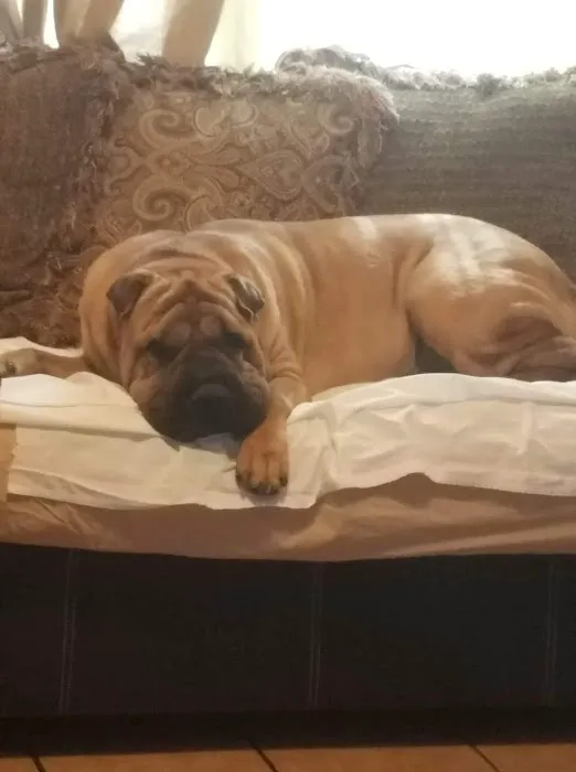 Riverbend Mobile Veterinary Picture 1