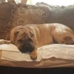 Riverbend Mobile Veterinary