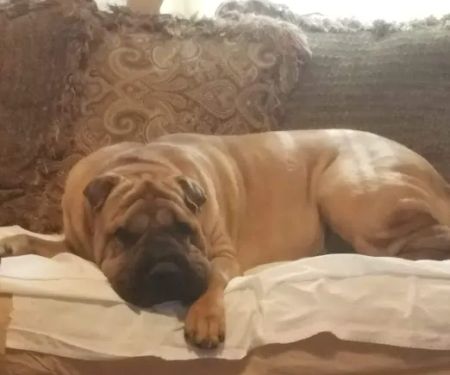 Riverbend Mobile Veterinary