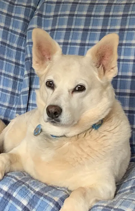 Riverbend Mobile Veterinary Picture 3