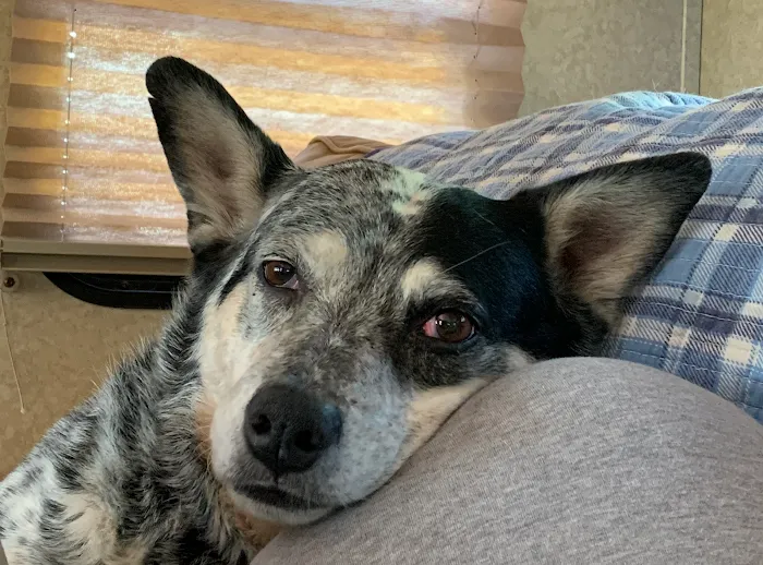 Riverbend Mobile Veterinary Picture 9