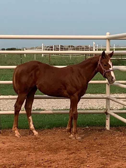 Hooves and Paws Animal Hospital of Central Oklahoma Picture 10