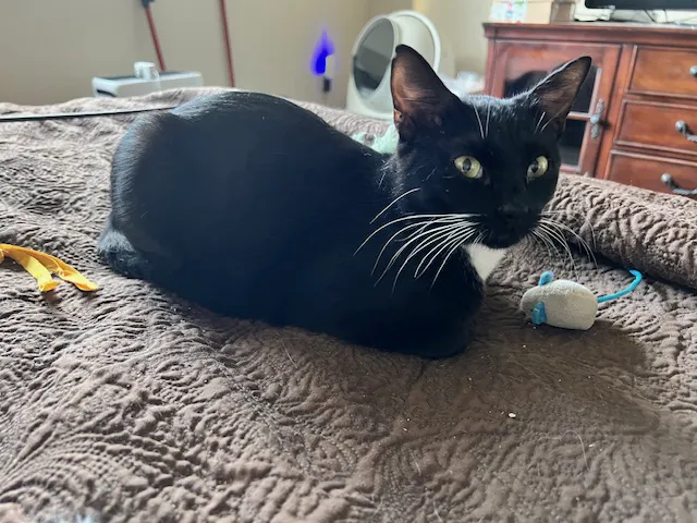 Walnut Creek Animal Hospital & Pet Resort Picture 1