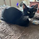 Walnut Creek Animal Hospital & Pet Resort