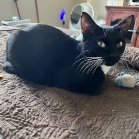 Walnut Creek Animal Hospital & Pet Resort ico