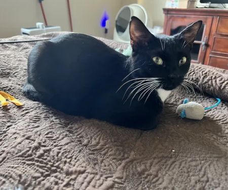 Walnut Creek Animal Hospital & Pet Resort