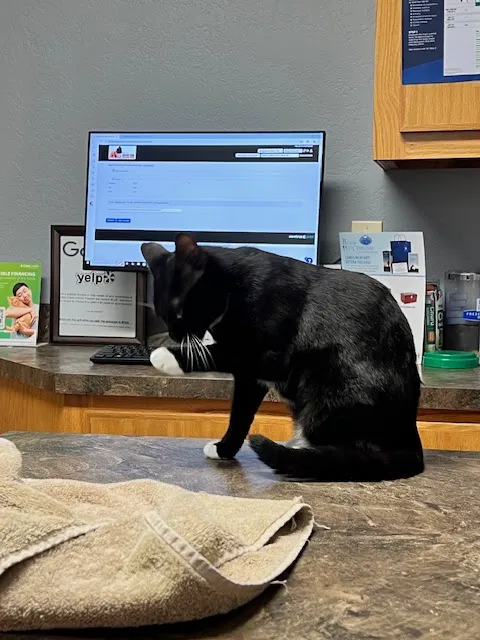 Walnut Creek Animal Hospital & Pet Resort Picture 3