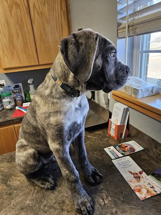 Walnut Creek Animal Hospital & Pet Resort Picture 4