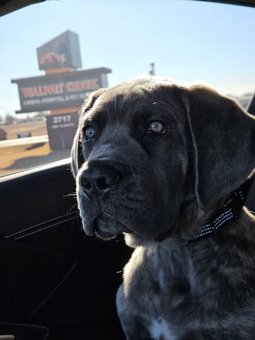 Walnut Creek Animal Hospital & Pet Resort Picture 6