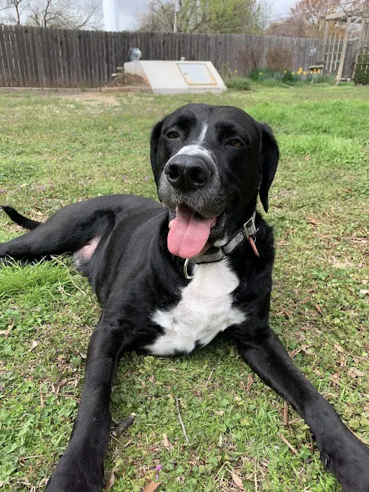 Walnut Creek Animal Hospital & Pet Resort Picture 9