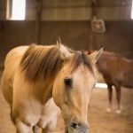 Precision Equine Surgery