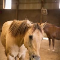 Precision Equine Surgery ico