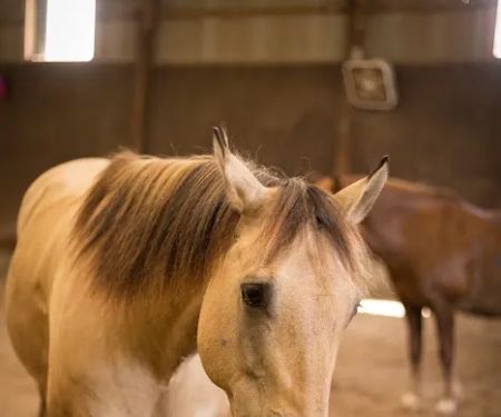 Precision Equine Surgery