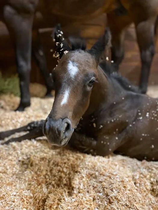 Precision Equine Surgery Picture 4