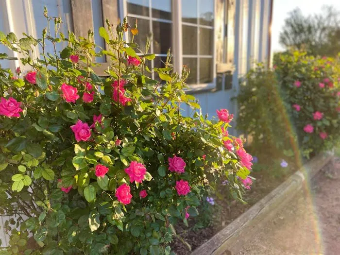 Precision Equine Surgery Picture 3