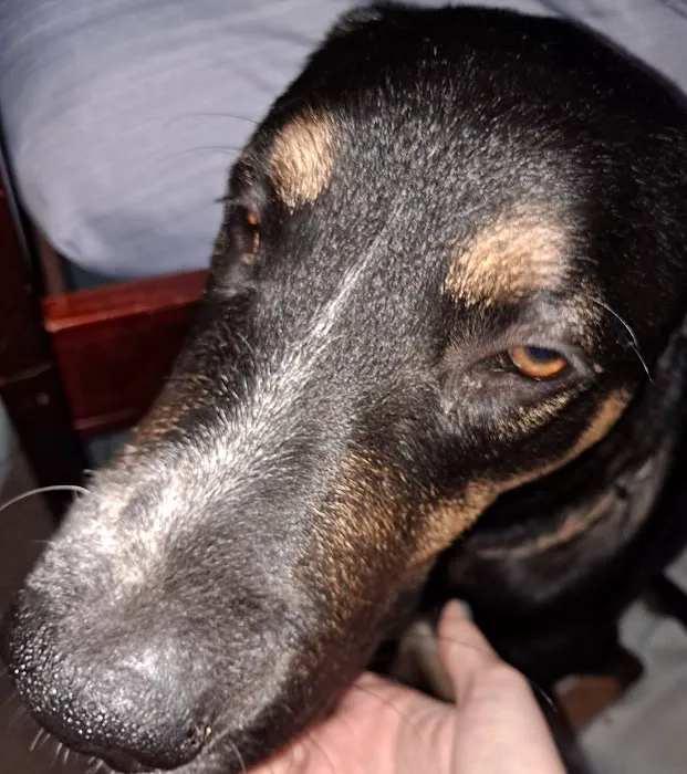 Arlington Animal Clinic Picture 4