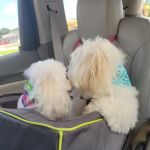 Arlington Animal Clinic