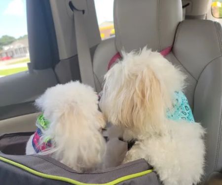 Arlington Animal Clinic