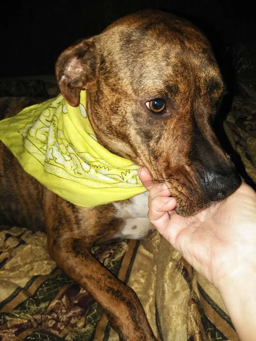 Arlington Animal Clinic Picture 3