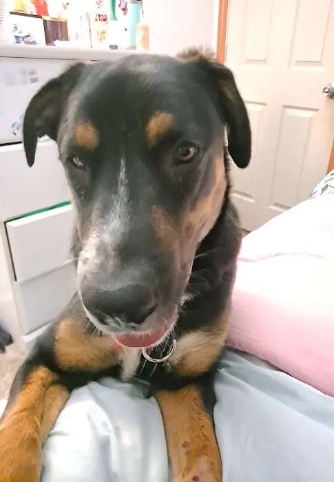 Arlington Animal Clinic Picture 2